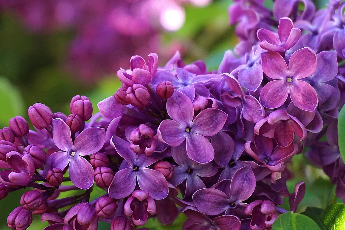 How to Grow Lilac in a Small UK Garden: A Beginner's Guide