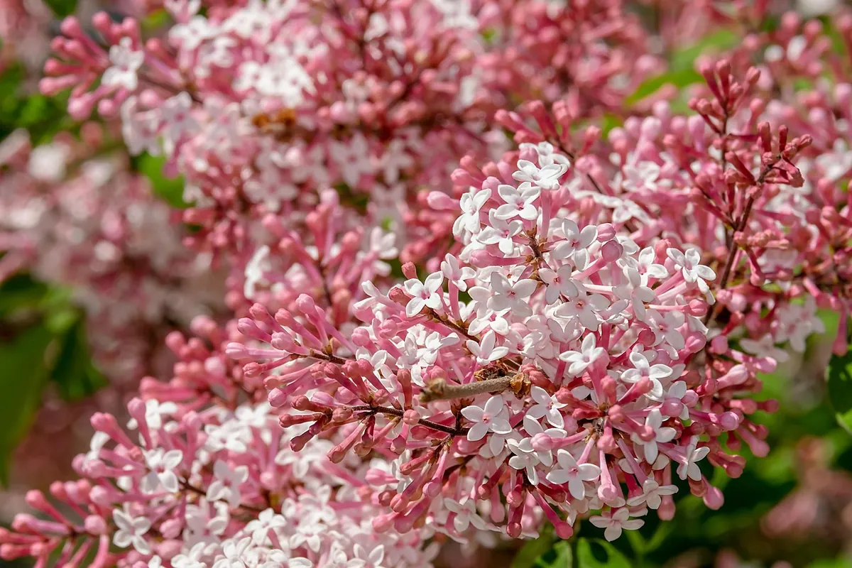 Lilac in Containers: A Month-by-Month Care Guide for UK Balconies and Patios