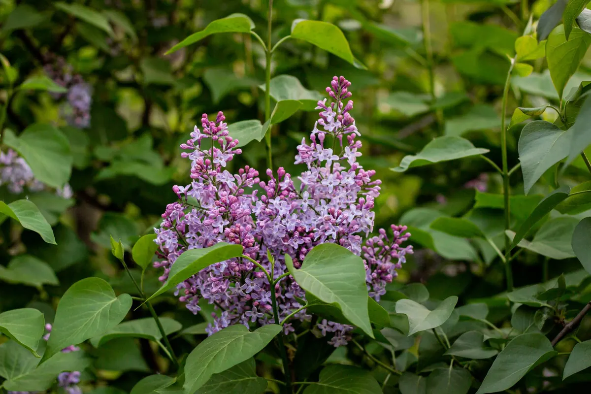 Lilac Pruning Calendar for UK Gardens: When and How to Cut Back